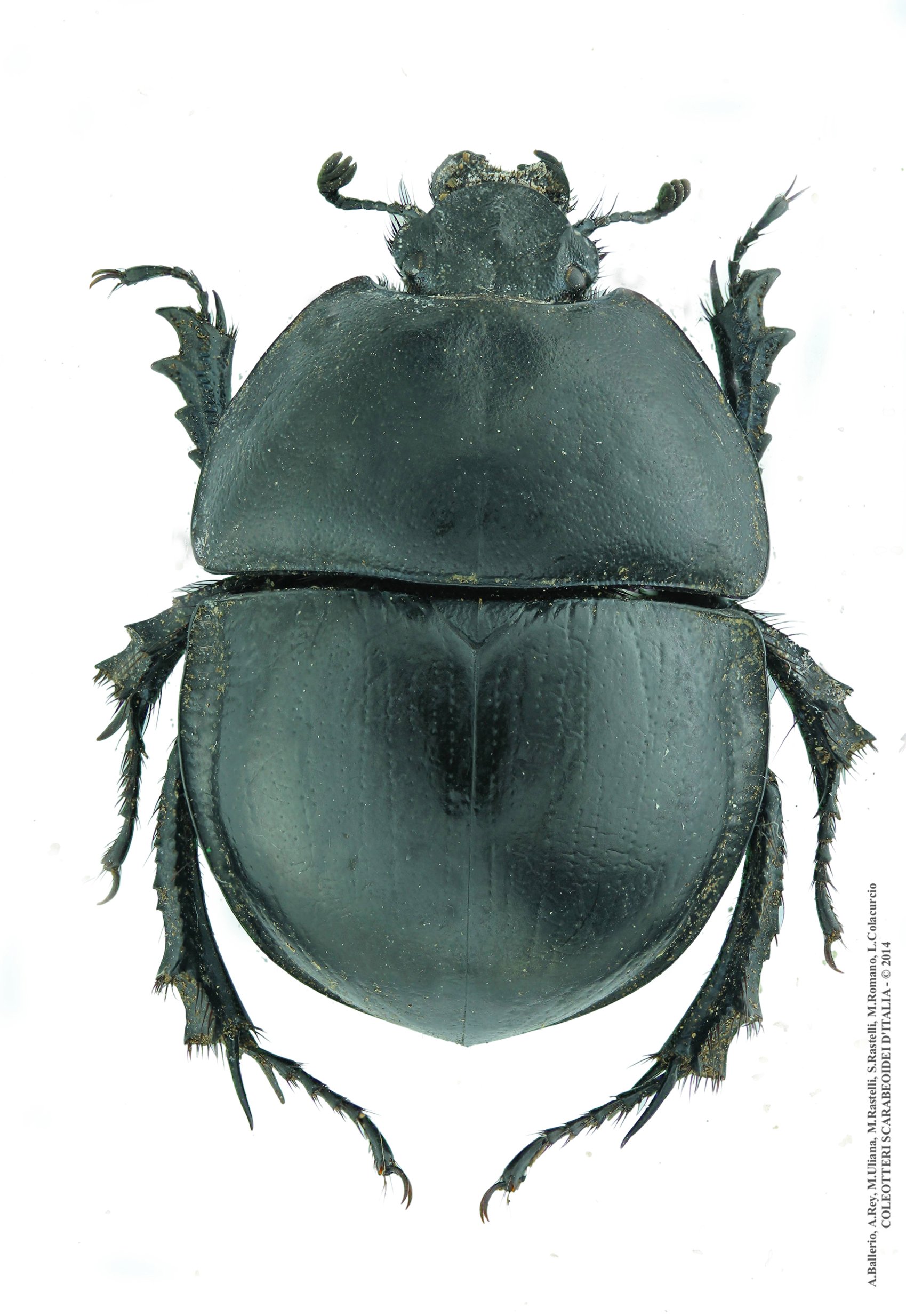Jekelius marginatus, maschio
